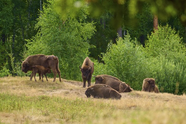 Bison (Bison bonasus), herd of bison with young animals in a wooded environment, some lying down, others standing, summer, Hesse, Germany