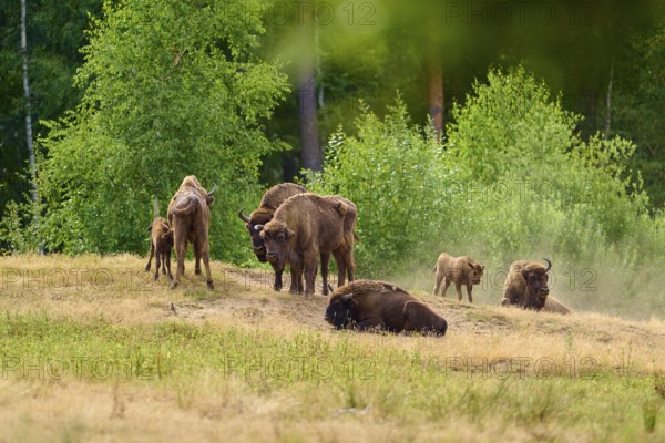Bison (Bison bonasus), herd of bison with young animals gathered in a field with green background, summer, Hesse, Germany
