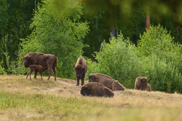 Bison (Bison bonasus), herd of bison with young animals grazing in a green, summery forest landscape, Hesse. Germany