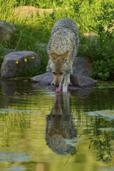 A coyote drinks from a pond, its tongue touches the water, the reflection is visible, coyote (Canis latrans), spring, France
