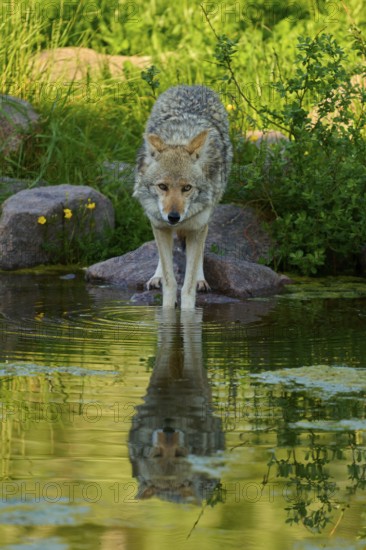 A coyote looks up while standing by the pond, its reflection is visible in the water, coyote (Canis latrans), spring, France