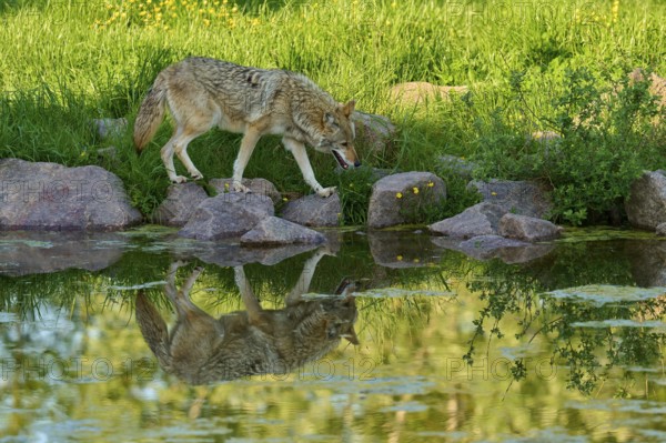 Coyote balancing on rocks at the edge of a pond whose water shows a clear reflection, coyote (Canis latrans), spring, France