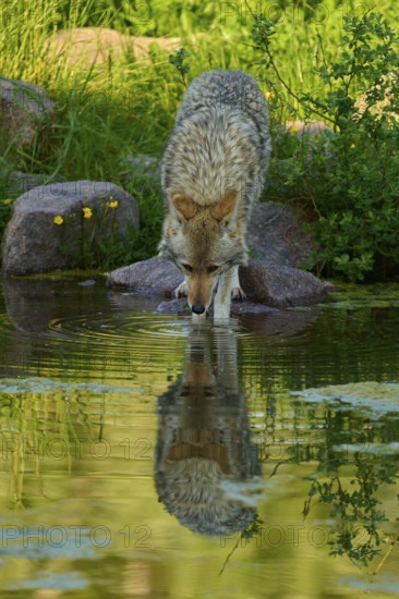 A coyote leans over a pond to drink water, the reflection is clearly visible, coyote (Canis latrans), spring, France