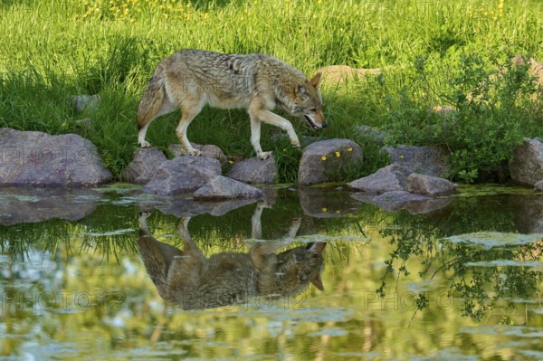 Coyote walking carefully over rocks by pond with clear reflection of surroundings, coyote (Canis latrans), spring, France