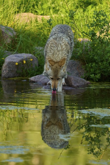 A coyote drinks from a pond, its reflection can be seen on the water surface, coyote (Canis latrans), spring, France
