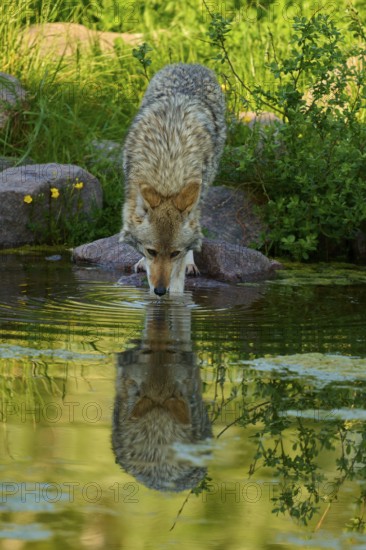 A coyote drinks water from a pond, its reflection is visible in the water, coyote (Canis latrans), spring, France