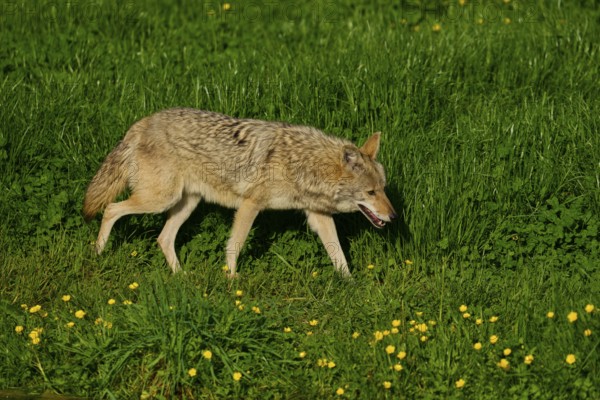 Coyote walks relaxed over a green meadow, yellow flowers blooming in spring, coyote (Canis latrans), spring, France