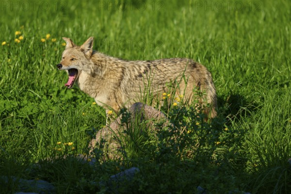 Coyote standing in the grass and yawning, surrounded by blooming spring landscape, Coyote (Canis latrans), Spring, France