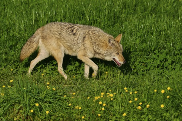 Coyote walks carefully across a green meadow with blooming yellow flowers, coyote (Canis latrans), spring, France