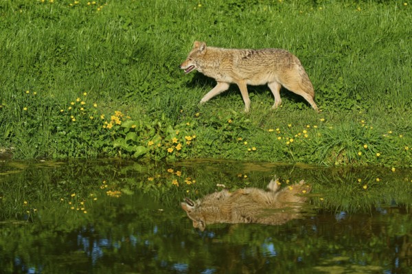 Coyote walking along a pond in a green spring meadow, reflection visible in the water, coyote (Canis latrans), spring, France