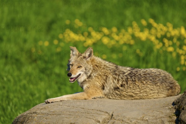 A coyote smiles while resting on a rock in a green landscape with yellow flowers, Coyote (Canis latrans), Spring, France