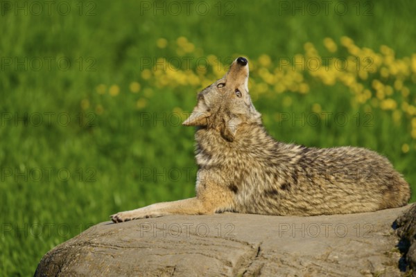 A coyote looking up, sitting on a rock, surrounded by greenery and flowers, Coyote (Canis latrans), Spring, France