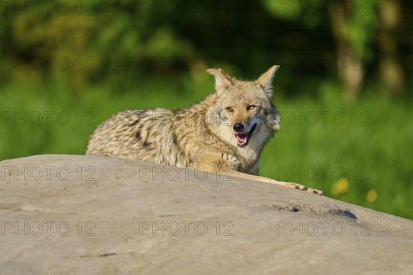 A sitting coyote on a stone, with cheerful open mouth in green surroundings, Coyote (Canis latrans), Spring, France