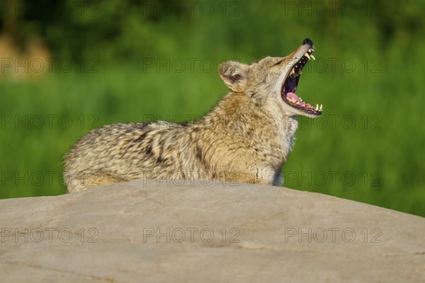 A coyote yawns widely on a stone, surrounded by green grass and trees, Coyote (Canis latrans), Spring, France