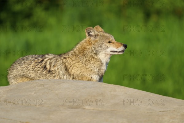 Coyote looking with closed eyes into a green environment from a stone, Coyote (Canis latrans), spring, France