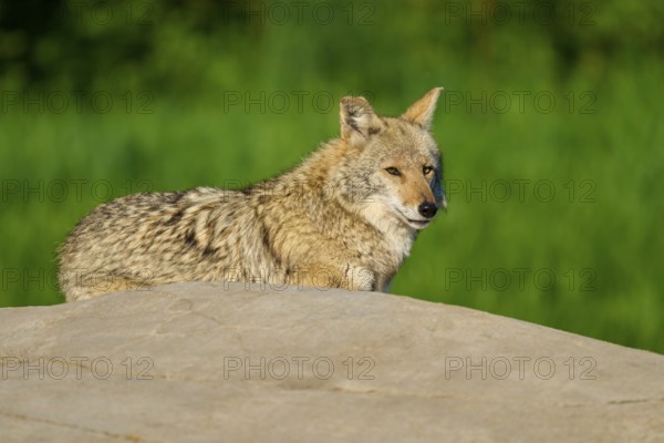 A sitting coyote on a stone, looking attentively to the side, surrounded by green landscape, Coyote (Canis latrans), Spring, France
