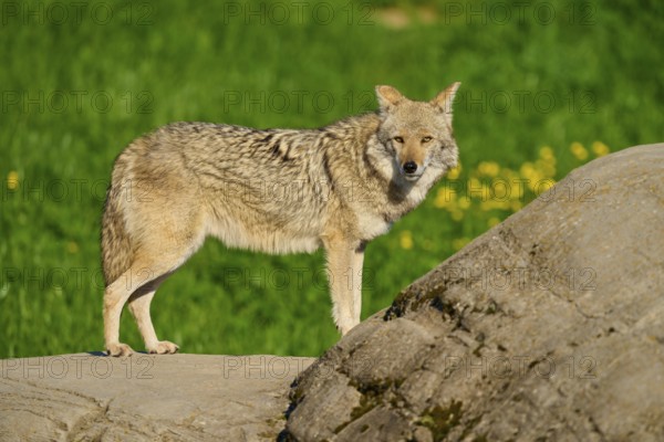 A standing coyote on a stone, with a green meadow and yellow flowers in the background, Coyote (Canis latrans), Spring, France