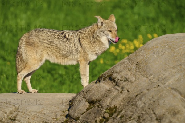 A coyote licking its lips, standing on a stone in front of a green meadow with flowers, Coyote (Canis latrans), Spring, France