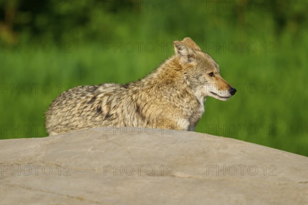 A resting coyote on a stone in green surroundings, looking watchfully into the distance, Coyote (Canis latrans), Spring, France