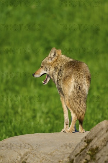 A yawning coyote stands on a stone surrounded by green grass in a natural setting, Coyote (Canis latrans), Spring, France
