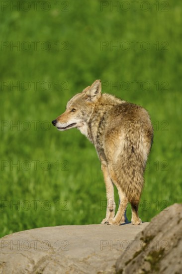 A coyote stands on a stone in a green setting, gazing intently into the distance, Coyote (Canis latrans), Spring, France