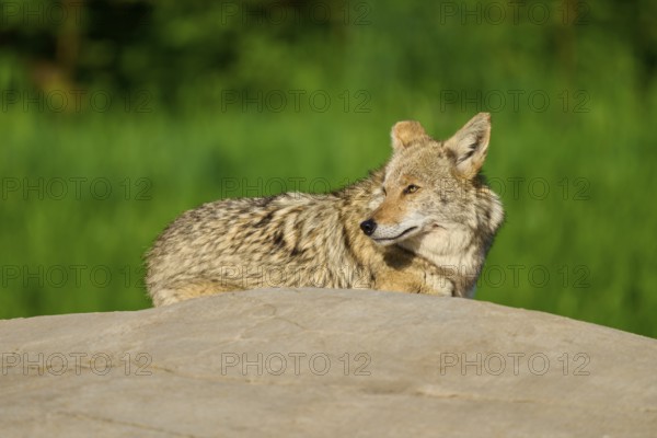 A resting coyote lies on a rock surrounded by dense green grass, Coyote (Canis latrans), Spring, France