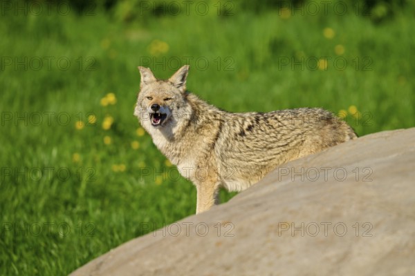A coyote looking around yawning next to a rock with green vegetation in the background, Coyote (Canis latrans), Spring, France