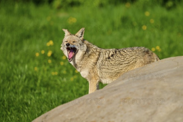 A coyote opens its mouth wide to yawn, standing next to a rock in a green environment, coyote (Canis latrans), spring, France