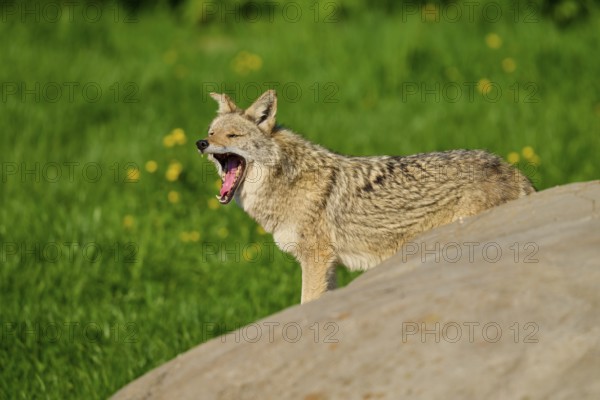 A coyote yawns loudly while standing next to a rock in a green meadow, Coyote (Canis latrans), spring, France