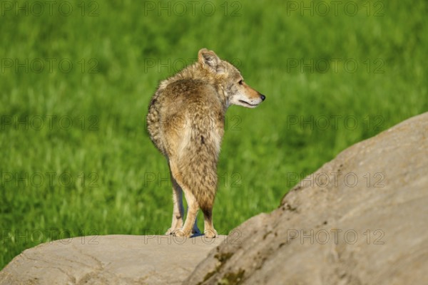 A coyote stands on a rock with its back to the camera, surrounded by green landscape, Coyote (Canis latrans), spring, France