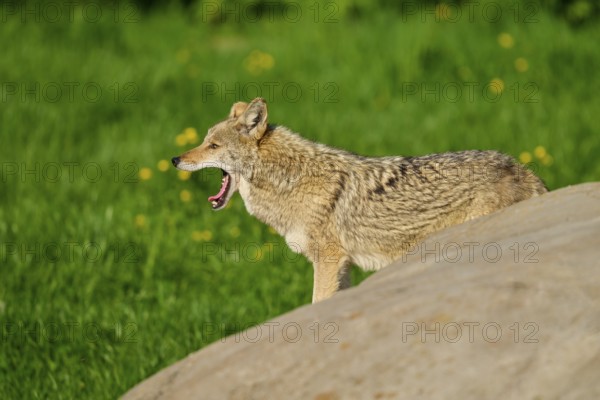 A yawning coyote stands behind a rock surrounded by green grass, Coyote (Canis latrans), Spring, France