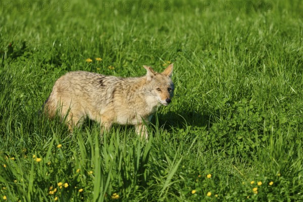 A coyote carefully walks over lush green grass with a few scattered yellow flowers, Coyote (Canis latrans), spring, France