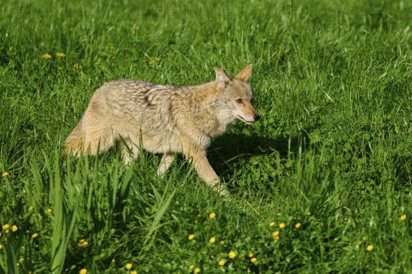 A coyote creeps through a green meadow full of grass and small yellow flowers, coyote (Canis latrans), spring, France