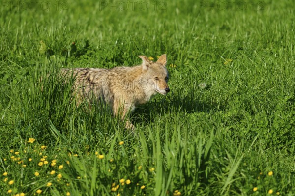 A coyote moves through dense green grass with yellow flowers in a natural environment, coyote (Canis latrans), spring, France