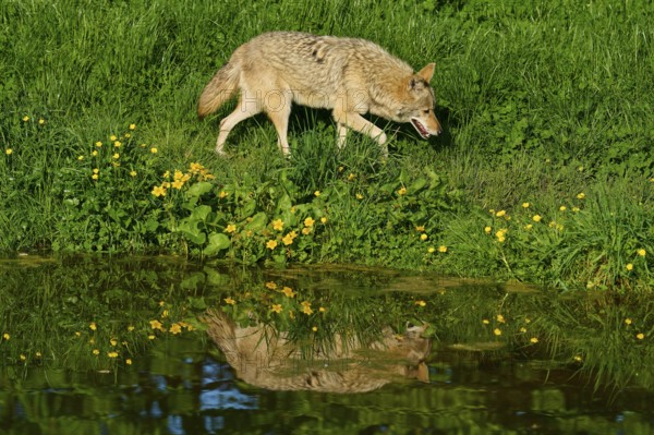Coyote moving along a pond with clear reflection and blooming spring meadow, Coyote (Canis latrans), Spring, France