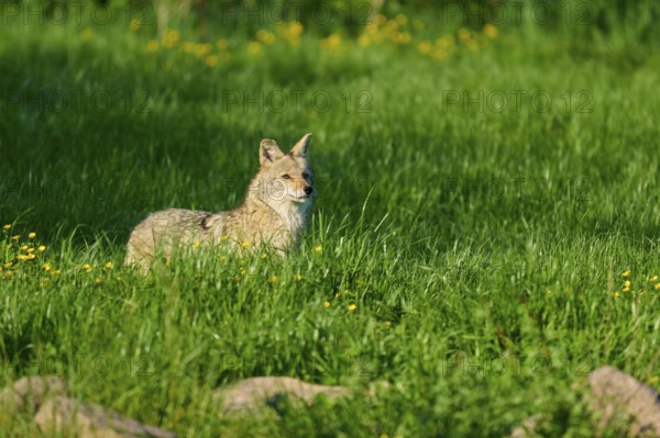 A coyote stands in a green meadow, surrounded by yellow flowers, in the open air, Coyote (Canis latrans), Spring, France