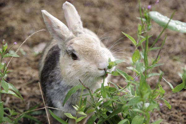 Domestic rabbit (Oryctolagus cuniculus forma domestica), tame, eat, plant, hunger, portrait, Germany