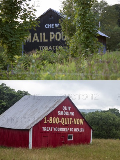 Old barns painted with pro- and anti-tobacco messages in rural America. Above, a Pennsylvania barn advertises Mail Pouch Tobacco in 2014. Below, a West Virginia barn painted with an anti-smoking message in 2025