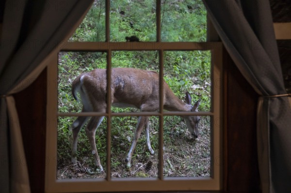 Marlinton, West Virginia - A white-tailed deer (Odocoileus virginianus) outside a cabin in Watoga State Park. Some deer in the park are relatively tame, apparently having been fed by humans