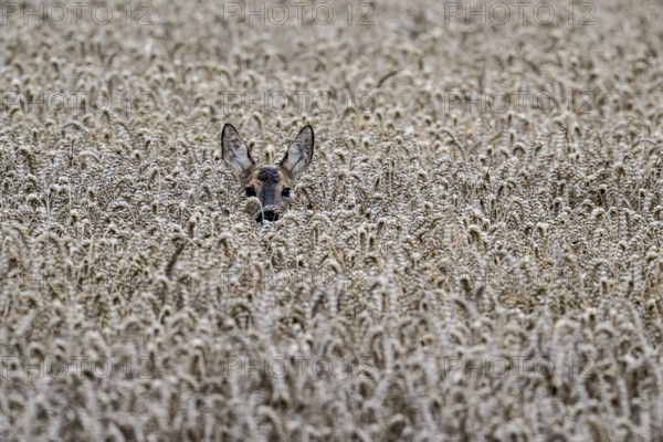 Roe deer (Capreolus capreolus) in a wheat field, Emsland, Lower Saxony, Germany