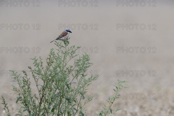 Red-backed shrike (Lamius collurio), Emsland, Lower Saxony, Germany