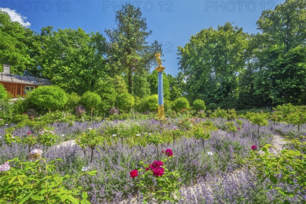 Rosarium with blooming roses and lavender on the Rose Island in Lake Starnberg, Feldafing, Upper Bavaria, Bavaria, Germany