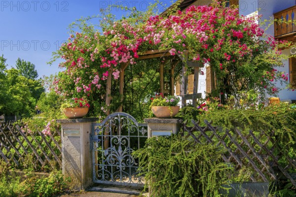 Rose arch over garden gate to Upper Bavarian country house, Ohlstadt, Loisach Valley, The Blue Country, Upper Bavaria, Bavaria, Germany