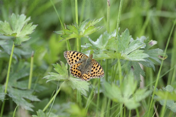 Small Pearl-bordered Fritillary (Issoria lathonia), spread wings, orange, meadow, close-up, North Rhine-Westphalia, Germany