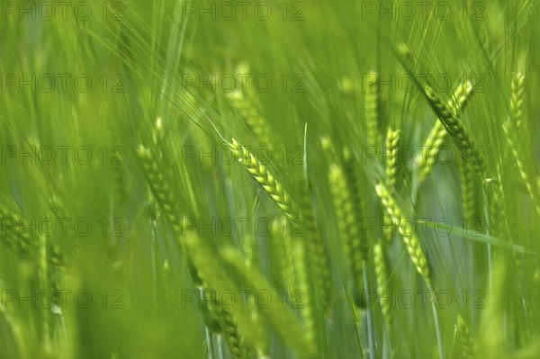 Grain field with unripe ears of barley (Hordeum vulgare), delicate structure, texture, background image, Aschheim, Upper Bavaria, Bavaria, Germany