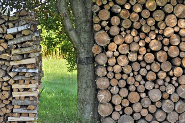 Free-standing stack of firewood, logs, secured by cross-layered ends, or held by tree trunk, Anzing, Upper Bavaria, Bavaria, Germany