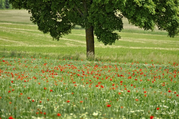 Wheat field, wheat (Triticum aestivum) with poppies (Papaver rhoeas) and daisies (Leucanthemum vulgare), Dachauer Land, Upper Bavaria, Bavaria, Germany
