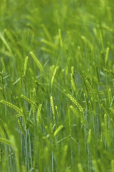 Grain field with unripe ears of barley (Hordeum vulgare), delicate structure, texture, background image, Aschheim, Upper Bavaria, Bavaria, Germany