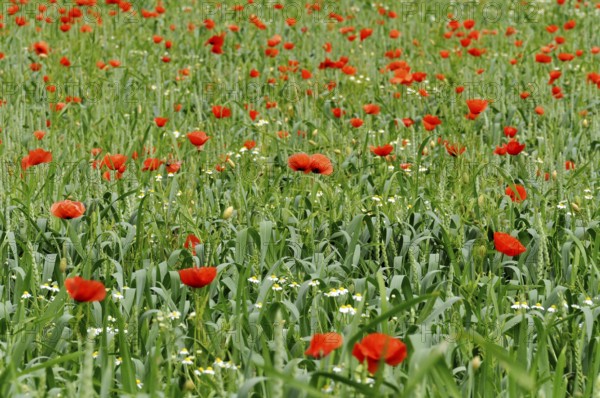 Wheat field, wheat (Triticum aestivum) with poppies (Papaver rhoeas) and daisies (Leucanthemum vulgare), structure, texture, background image, Dachauer Land, Upper Bavaria, Bavaria, Germany