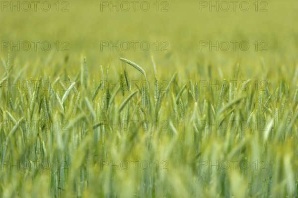 Grain field with unripe ears of rye (Secale cereale), delicate structure, texture, background image, Aschheim, Upper Bavaria, Bavaria, Germany